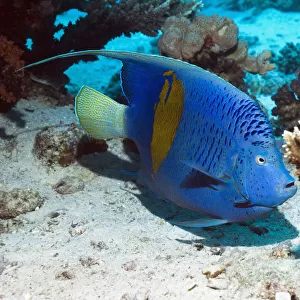 Yellowbar angelfish (Pomacanthus maculosus) Egypt, Red Sea