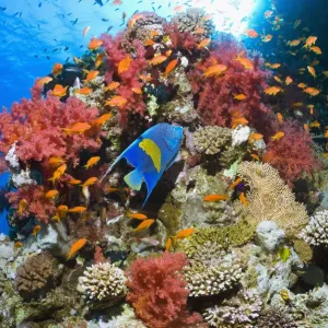 Yellowbar angelfish (Pomacanthus maculosus) swimming over coral reef with soft corals Yellowbar angelfish (Pomacanthus maculosus) swimming over coral reef with soft corals