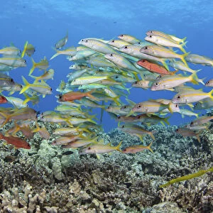 Yellowfin goatfish (Mulloidichthys vanicolensis) shoal hovering over the reef, Hawaii