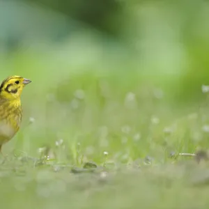 Yellowhammer (Emberiza citrinella) on grass. Perthshire, Scotland, June