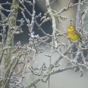 Yellowhammer (Emberiza citrinella) male perched in frost, Scotland, UK, December Yellowhammer (Emberiza citrinella) male perched in frost, Scotland, UK, December