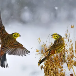 Yellowhammer Print: A Winter Scene of Birds Landing on Oats Yellowhammer Print: A Winter Scene of Birds Landing on Oats