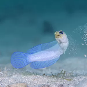 Yellowhead jawfish (Opistognathus aurifrons) spitting out sand as it digs its burrow