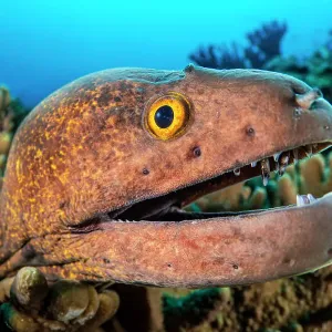 Yellowmargin moray (Gymnothorax flavimarginatus) peering out from Digitate leather coral (Sinularia sp. ) on a reef, Ari Atoll, Maldives, Indian Ocean Yellowmargin moray (Gymnothorax flavimarginatus) peering out from Digitate leather coral (Sinularia sp. ) on a reef, Ari Atoll, Maldives, Indian Ocean