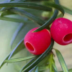 Yew Berries Print, Strumpshaw Fen, Norfolk Yew Berries Print, Strumpshaw Fen, Norfolk