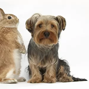 Yorkshire Terrier, with Netherland-cross rabbit