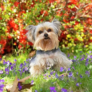 Yorkshire terrier standing among spring flowers, portrait, Haddam, Connecticut, USA. April