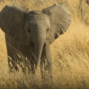 Young African Elephant Print - Aggressive Posture Young African Elephant Print - Aggressive Posture