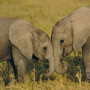 Two young African elephants {Loxodonta africana} Amboseli NP, Kenya