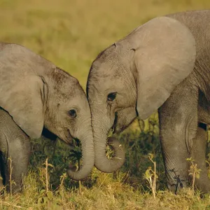 African Elephant Print African Elephant Print