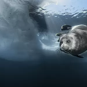 Young Baikal seal (Pusa sibirica) at breathing hole. Lake Baikal, Russia, April