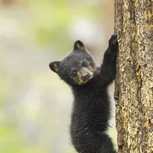 Young Black bear (Ursus americanus) cub climbing mature fir tree, Yellowstone National Park