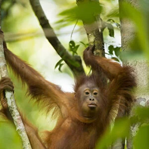 Young Bornean orangutan (Pongo pygmaeus) in trees Tanjung Puting National Park, Borneo-Kalimatan