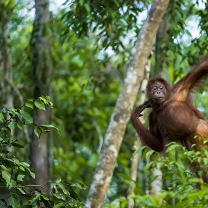 Young Bornean orangutan (Pongo pygmaeus) hanging from a tree, Tanjung Puting National Park