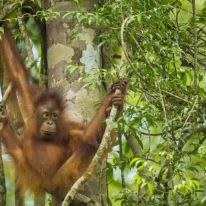 Young Bornean orangutan print in trees Young Bornean orangutan print in trees