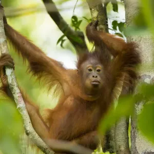 Young Bornean orangutan (Pongo pygmaeus) in trees Tanjung Puting National Park, Borneo-Kalimatan Young Bornean orangutan (Pongo pygmaeus) in trees Tanjung Puting National Park, Borneo-Kalimatan