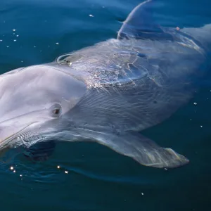 Young Bottlenose Dolphin (Tursiops truncatus) at sea surface. Captive. Canadian Arctic, summer