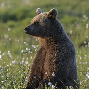 Young Brown bear (Ursus arctos) sitting in meadow, Finland. July