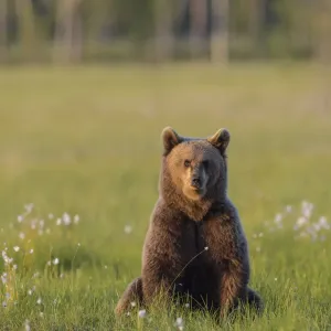 Young Brown bear (Ursus arctos) sitting in meadow looking at photographer, Finland. July Young Brown bear (Ursus arctos) sitting in meadow looking at photographer, Finland. July