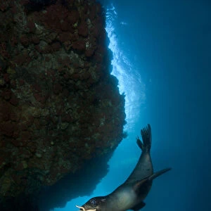 A young California sealion (Zalophus californianus) playing with a starfish, inside
