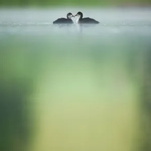 Deux jeunes Foulques macroules (Fulica atra) sur un lac calme à l'aube, Derbyshire, Angleterre, Royaume-Uni, juin 2010. Deux jeunes Foulques macroules (Fulica atra) sur un lac calme à l'aube, Derbyshire, Angleterre, Royaume-Uni, juin 2010.