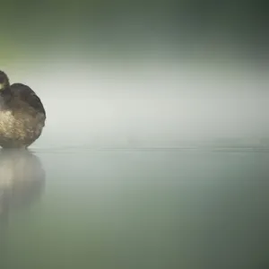 Two young Coots (Fulica atra) standing together in shallow water, Derbyshire, England