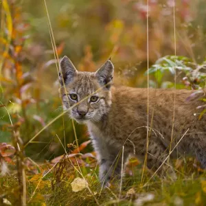 Young European lynx {Lynx lynx} Laponia / Lappland, Finland Captive Young European lynx {Lynx lynx} Laponia / Lappland, Finland Captive