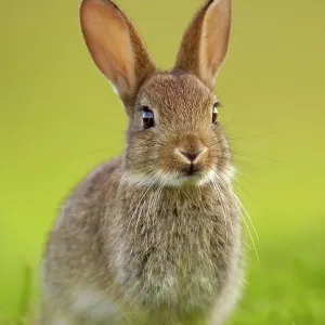 Le lapin européen jeune (Oryctolagus cuniculus) assis en alerte dans les dernières lueurs de la lumière du soir, Norfolk, Royaume-Uni, juin. Le lapin européen jeune (Oryctolagus cuniculus) assis en alerte dans les dernières lueurs de la lumière du soir, Norfolk, Royaume-Uni, juin.