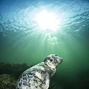 Young female Grey seal (Halichoerus grypus) beneath sunburst