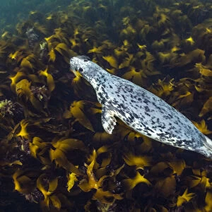 Young, female Grey seal (Halichoerus grypus) swimming over a forest of Cuvie kelp