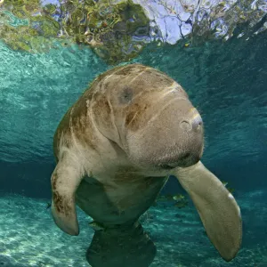 Young Florida manatee portrait Print Young Florida manatee portrait Print