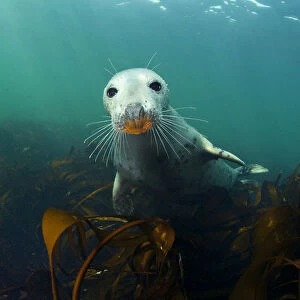 A young Grey Seal (Halichoerus grypus) above kelp in the Farne Islands