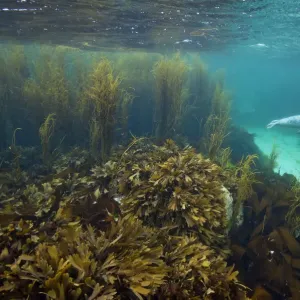 Young Grey seal (Halichoerus grypus) exploring a seaweed garden in summer, Cairns Of Coll