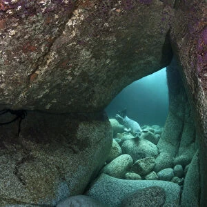 Young Grey seal (Halichoerus grypus) exploring an underwater cave, Lundy Island, Devon