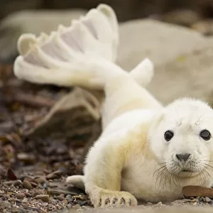 Young grey seal pup (Halichoerus grypus) recently born on a beach in Orkney, Scotland, UK, April