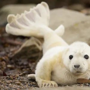 Young grey seal pup (Halichoerus grypus) recently born on a beach in Orkney, Scotland, UK, April