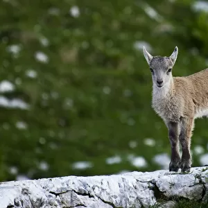 Young Ibex (Capra ibex) standing on rock, Triglav National Park, Julian Alps, Slovenia