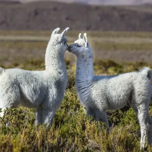 Young Lamas in pasture Print Young Lamas in pasture Print
