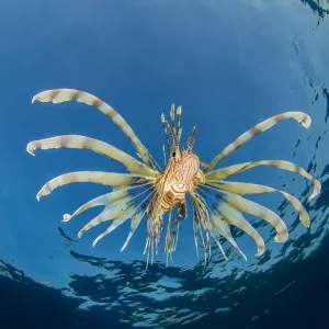 Un joven pez león (Pterois volitans) nadando cerca de la superficie (cazando silversides). Un joven pez león (Pterois volitans) nadando cerca de la superficie (cazando silversides).