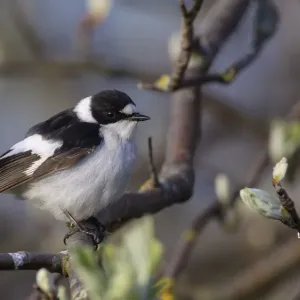 Young male Collared flycatcher (Ficedula albicollis) in between budding branches, Finland. May Young male Collared flycatcher (Ficedula albicollis) in between budding branches, Finland. May