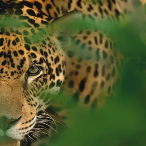 Young male Jaguar portrait {Panthera onca} Pantanal, Brazil