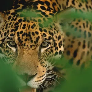 Young Male Jaguar Print Young Male Jaguar Print