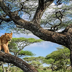 Young male Lion (Panthera leo) resting in tree during middle of the day to escape the heat. Acacia woodland near Ndutu, Ngorongoro Conservation Area / Serengeti National Park border, Tanzania