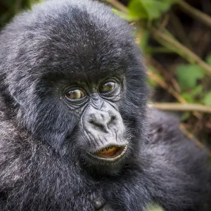 Young Mountain gorilla (Gorilla beringei) this is Gakuru, one of 2 twin infants