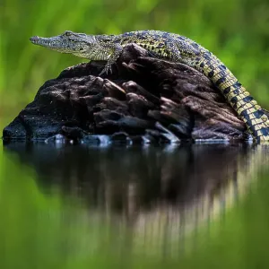 Young Nile Crocodile (Crocodylus niloticus) basking on an exposed log, Chobe River, Botswana Young Nile Crocodile (Crocodylus niloticus) basking on an exposed log, Chobe River, Botswana