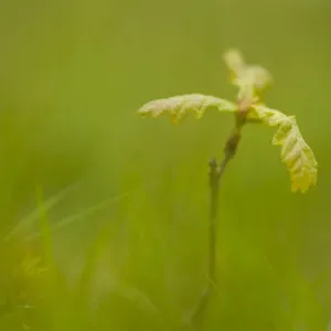 Young oak sapling (Quercus robor). Brecon Beacons National Park, Wales, UK, May Young oak sapling (Quercus robor). Brecon Beacons National Park, Wales, UK, May