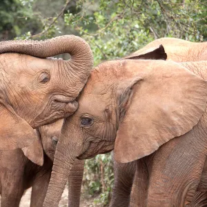 Young orphan Elephants (Loxodonta africana) kissing