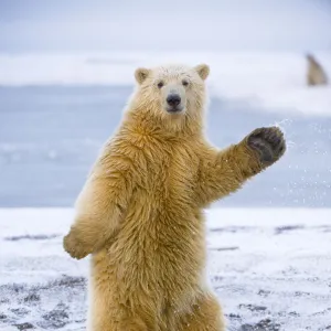 Young Polar bear (Ursus maritimus) standing and trying to balance in shallow water