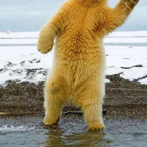 Young Polar bear (Ursus maritimus) standing and trying to balance in shallow water along the Bernard Spit, 1002 area of the Arctic National Wildlife Refuge, North Slope of the Brooks Range, Alaska, October 2011. Sequence 9/12