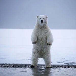 Young Polar bear (Ursus maritimus) standing on hing legs, Bernard Spit, 1002 Area